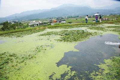 蛙蛙生態池生態豐富，也為社區淨化水質。